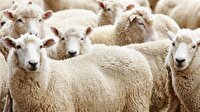 Kurban keserken nelere dikkat edilmelidir?