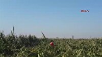 Tire'de tarlada 9 kilo esrar ele geçirildi