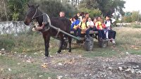 Öğrenciler okula at arabasıyla gidiyor