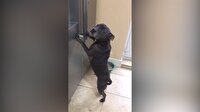 Tüm dünyada hızla yayılan akıma köpekler de dahil oldu