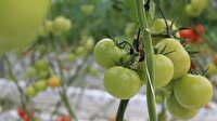Sibirya soğuklarında sera üretimi