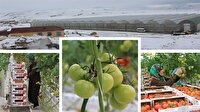 Sibirya soğuklarında sera üretimi