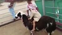 Suudi çocuk rodeo yapmaya kalkarsa