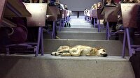 Sokak köpeği soğuk havada amfide uyudu