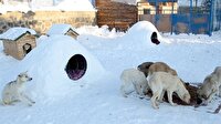 Sokak hayvanları için Eskimo usulü ev