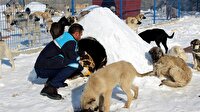 Barınaktaki hayvanlar ‘Eskimo’ usulü ile soğuktan korunuyor