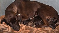Kaza geçiren gebe köpeğe ilginç müdahale