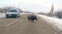 Aç kalan domuzlar trafikte tehlike saçıyor