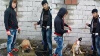 Yavru köpeğin kulağını kesenlere 4 bin lira ceza