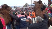 Develer güreşti, sahipleri kavga etti