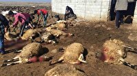 Sabah ahıra girdi gördüğü manzara karşısında şoke oldu