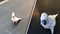 Kendini köpek sanan papağan