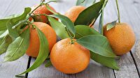 Rusya'ya en çok "mandarin" ihraç edildi