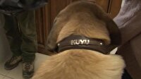 Kuyu köpek ikinci kez ölümü atlattı