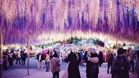 Japonya'dan rengarenk bahar manzaraları