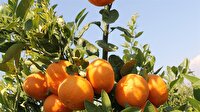 Çekirdeksiz kolay soyulan mandalina için çalışıyorlar