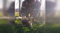 Erciş'te yavru köpek kurtarma operasyonu