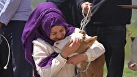 Van'da 'en güzel buzağı' yarışması