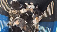 60 yavru kedi ormana terk edildi