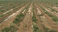 Elazığ'da ceviz büyüklüğünde dolu ekinlere zarar verdi-Elazığ haber