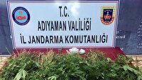 Adıyaman’da 2 bin 765 kök Hint keneviri ele geçirildi! Son dakika