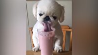 Şapur şupur 'Milkshake' içen sevimli yavru köpek