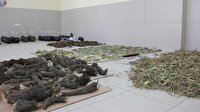 Işkın doku, organ ve hücre hasarlarını onarıyor