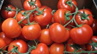 Rusya'dan domates ithalatına "şartlı" yeşil ışık