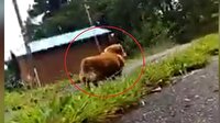 Köpeğinin sadakatini ölçmek için bakın ne yaptı!