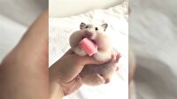 Bebek hamsterın gofret yeme anı gülümsetti