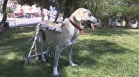 Sakat ve felçli köpekler için 'yürüteç' tasarladılar
