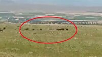Yaban domuzları güpegündüz köyü bastı!