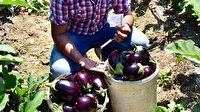 İzinsiz topladığı patlıcanlar için para bırakıp helallik istedi