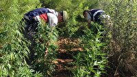 Ormanlık alanda kenevir ele geçirildi