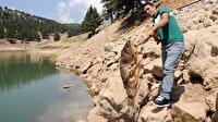 Mersin'de esrarengiz balık ölümleri