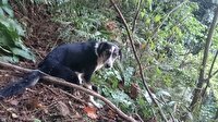 Giresun'da ormanda tel ile bağlanan köpek kurtarıldı
