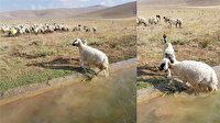 Boğulmakta olan koyunu böyle kurtardı