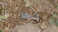 Diyarbakır Yerel Haber: 3 adet EYP bulunarak imha edildi