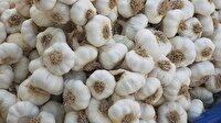 Koçovası sarımsağı alıcısını bekliyor