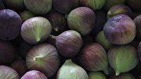 Kraliçe incirinden rekor başlangıç