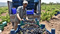 "Kilis karası" ihracat yolunda