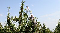 Uşak'ta naşi hasadı başladı