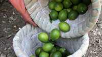 Limonun fiyatı üreticiyi sevindirdi! Limon ne kadar?