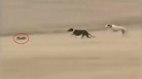Av köpeklerini rezil eden tavşan