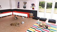 Kediye huzurevi
köpeğe kreş