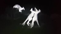 Kanguruların kavga anı gece kamerasıyla görüntülendi