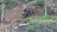 Sarıyer'de domuzlar şehre indi