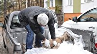 Dağ keçisi ölümlerinde 'veba' şüphesi