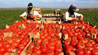 Kasım ayında fiyatı yüzde 36 arttı