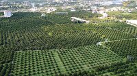 Portakal diyarından dünyaya gönderiliyor